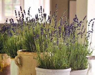 Qué plantas debés tener en tu casa para espantar a las cucarachas