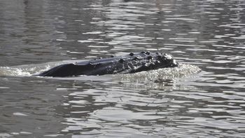 sigue varada en puerto madero la ballena que este lunes sorprendio a los portenos sigue varada en puerto madero la ballena que este lunes sorprendio a los portenos