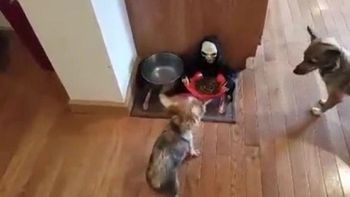 imposible comer asi: este perro no puede acercarse a su plato por culpa de un muneco imposible comer asi: este perro no puede acercarse a su plato por culpa de un muneco