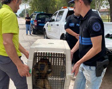 La Policía Federal rescató a varios animales que estaban en cautiverio
