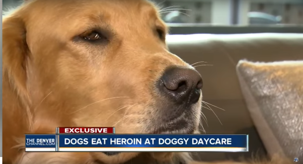 Un grupo de perros se intoxicó con 17 bolsas de heroína que dejó un narcotraficante
