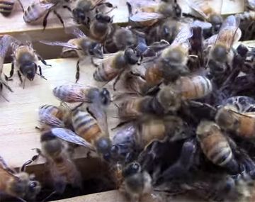 El ataque mortal de un enjambre de abejas a una araña