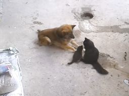 un perro muere de amor por los gatitos de su amiga y se gana la web un perro muere de amor por los gatitos de su amiga y se gana la web