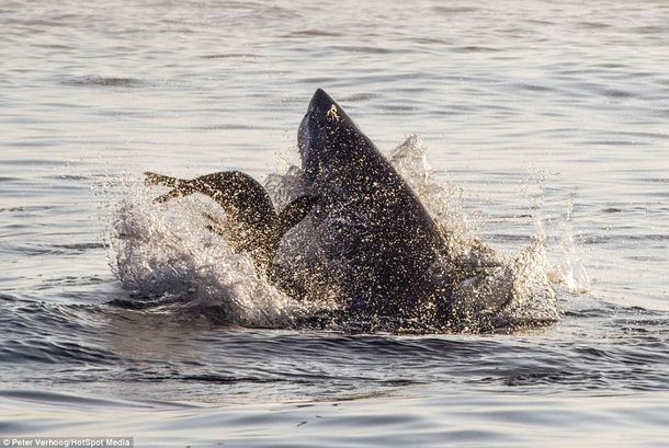 Espectacular foto de un tiburón cazando una foca