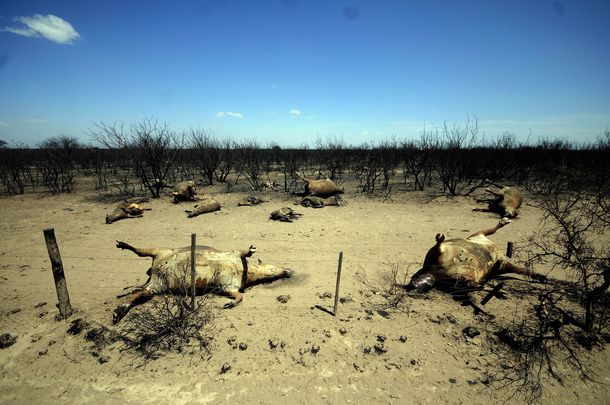 Unas 800 mil hectáreas resultaron afectadas en La Pampa