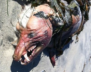 Monstruo playa