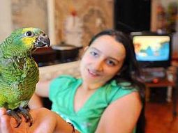 Loro Paquito Loro Paquito