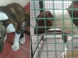 un bull terrier entro a una escuela y mordio a tres ninos en cordoba un bull terrier entro a una escuela y mordio a tres ninos en cordoba