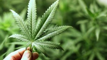 llamo a la policia porque su padre le quemo sus plantas de marihuana llamo a la policia porque su padre le quemo sus plantas de marihuana