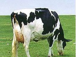 Vaca lechera