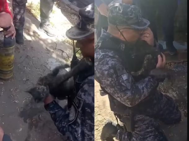 Emotivo rescate en Córdoba: salvaron a una gatita con discapacidad de un incendio