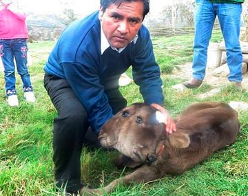 Nació ternero con dos cabezas y cuatro ojos
