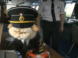 este gato se convirtio en el capitan favorito de los turistas en rusia este gato se convirtio en el capitan favorito de los turistas en rusia