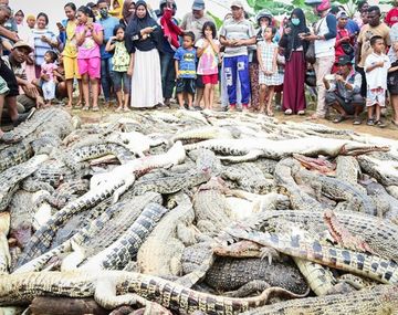 Insólito: mataron casi 300 cocodrilos para vengar la muerte de un hombre