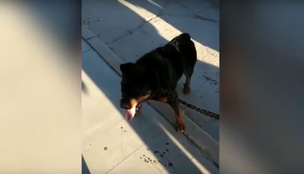 Indignante: un hombre ató a su perro a una moto y lo arrastró por la calle