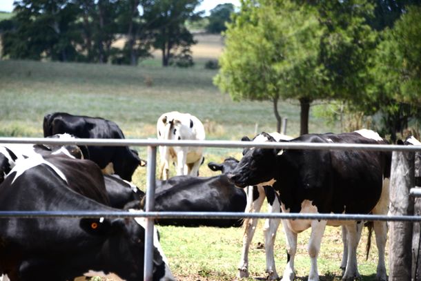 Arabia Saudita autorizó la importación de leche y subproductos lácteos desde Uruguay.
