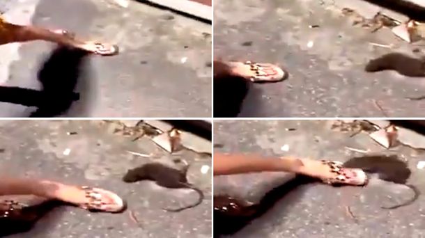 Impactante: intentó patear una rata moribunda y recibió una brutal mordida