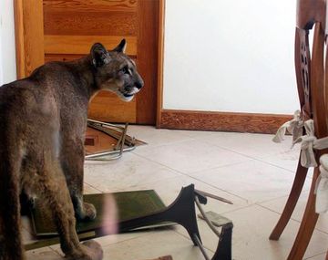 Encontraron a un puma adentro de una casa en Trelew