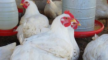 gripe aviar: el mgap proporcionara 3 millones de vacunas gripe aviar: el mgap proporcionara 3 millones de vacunas