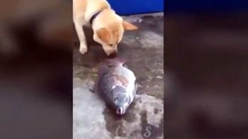 video: un perro intenta salvar a unos peces de la muerte video: un perro intenta salvar a unos peces de la muerte