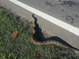 Un ejemplar de boa lampalagua Un ejemplar de boa lampalagua