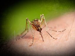 confirman tres casos de zika en nueva york: uno es una mujer embarazada confirman tres casos de zika en nueva york: uno es una mujer embarazada