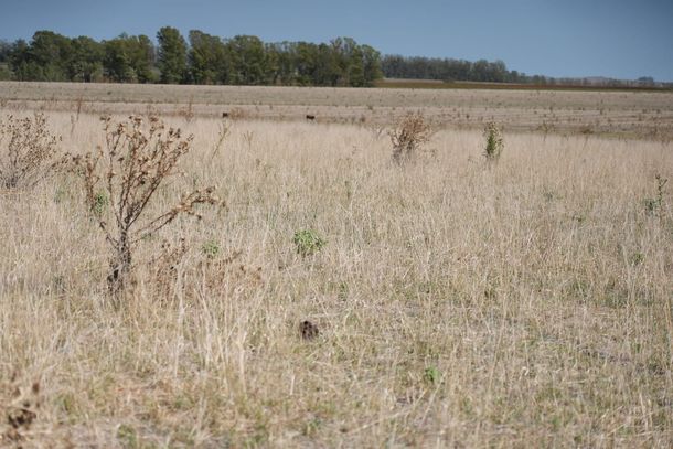 El fenómeno de El Niño podría generar un impacto económico en América Latina
