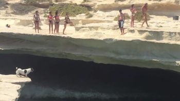 mas que valiente: mira el clavado de un perro mas que valiente: mira el clavado de un perro