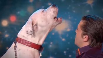 una perra canta un clasico de whitney houston una perra canta un clasico de whitney houston