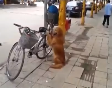 Un perro guardián que cuida la bicicleta de su dueño