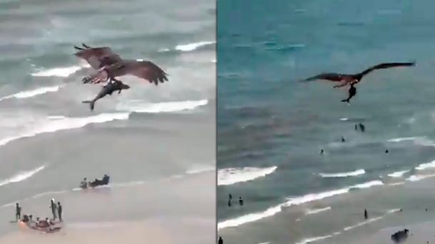 VIDEO: Un águila cazó un tiburón y conmocionó a toda una playa en Estados Unidos