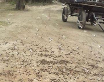 Preocupación en Santiago del Estero por una invasión de langostas