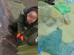 La autopsia a una ballena enferma La autopsia a una ballena enferma