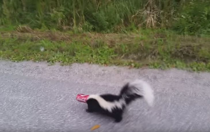 VIDEO: Heroico rescate a un zorrino