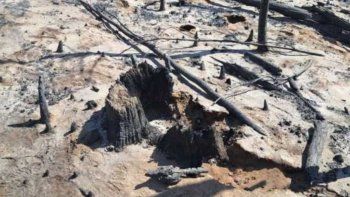 incendios en chubut: ya son mas de 13 mil hectareas alcanzadas por el fuego incendios en chubut: ya son mas de 13 mil hectareas alcanzadas por el fuego