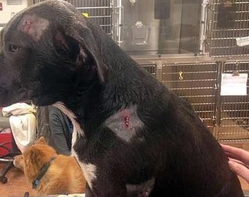 Recibió balazos por proteger a su dueño