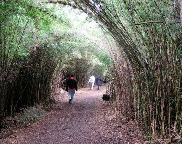 Encontraron sangre en el auto del detenido por la mujer hallada muerta en Circuito Chico