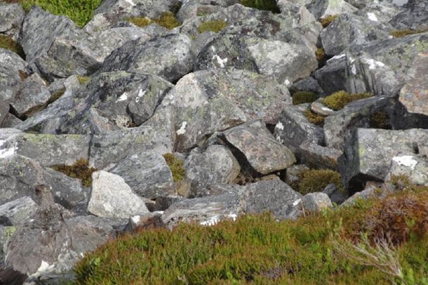 ¿Dónde está el ave? Mirá el nuevo viral de Facebook