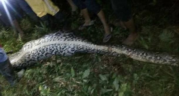 Akbar Salubiro yacía en el interior de esa pitón