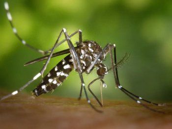 Los &nbsp;mosquitos Aedes aegypti, transmisores del dengue, &nbsp;el zika y la fiebre chikungunya
