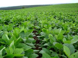 por el precio de la soja se perderian us$6.400 m en 2014 por el precio de la soja se perderian us$6.400 m en 2014