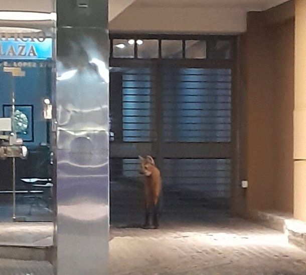 Apareció un aguará guazú en pleno centro de Santa Fe