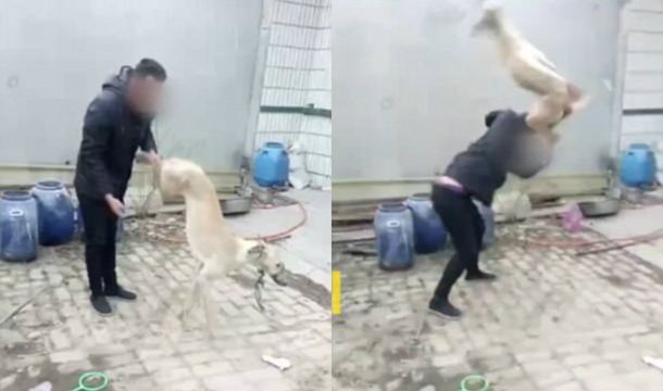 El hombre le estrelló la cabeza contra el piso a su perro para matarlo