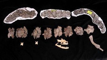 Serpiente 2 Serpiente 2