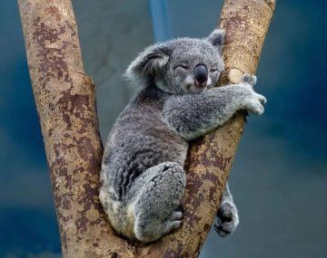 Australia autorizó una matanza humanitaria de koalas afectados por un incendio