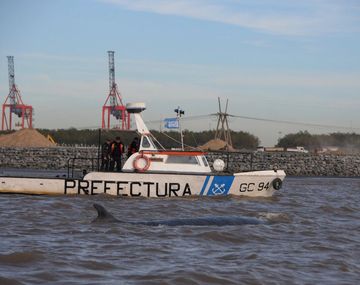 La ballena encallada en Dock Sud sigue viva pero sin poder liberarse