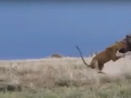 Mirá cómo un hipopótamo se defendió atacando a un león