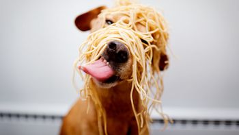 las mascotas depredan los bolsillos argentinos las mascotas depredan los bolsillos argentinos