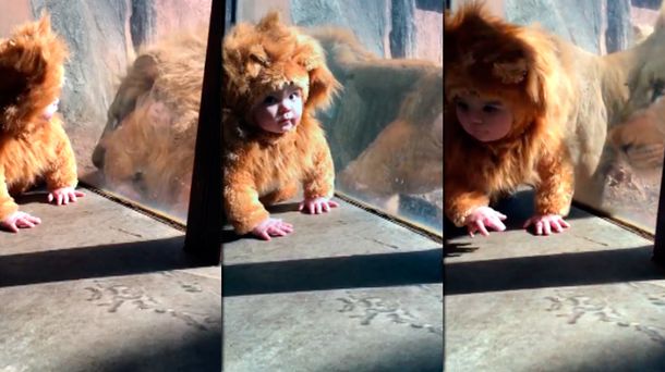 carbón Intercambiar He reconocido VIDEO: La inesperada reacción de un león al ver a un nene disfrazado
