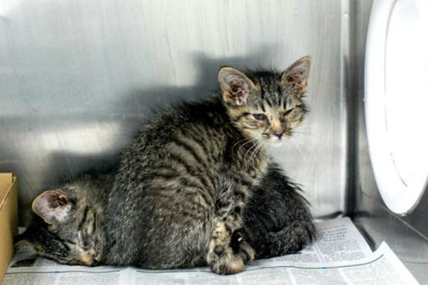 Una mujer tenía 26 gatos en su departamento y los tiraba por la ventana